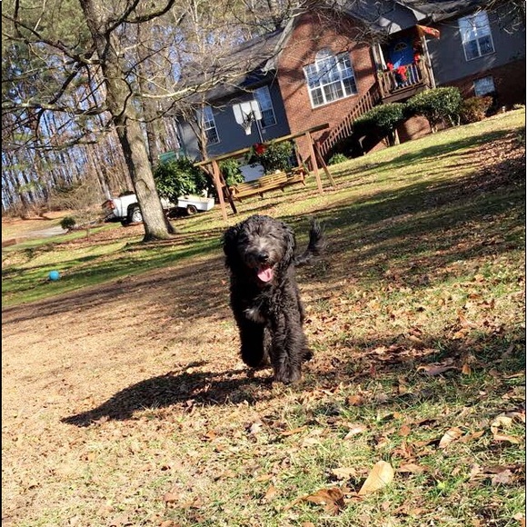 Meet your Posher, Emerson - Picture 1 of 1